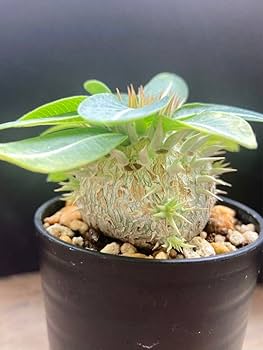 【塊根植物】パキポディウム　エニグマティクム 　(エニグマチカム)実生 Amazon.co.jp: 塊根植物 パキポディウム エニグマティクム
